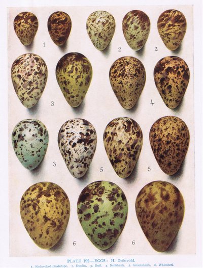 Eggs: Dotterell: Common Sandpiper: etc, illustration from 